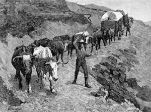 An Ox Train in the Mountains